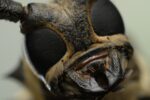 Sony FE 100MM F2.8 MACRO GM OSS (SEL100M28GM) - Image 2